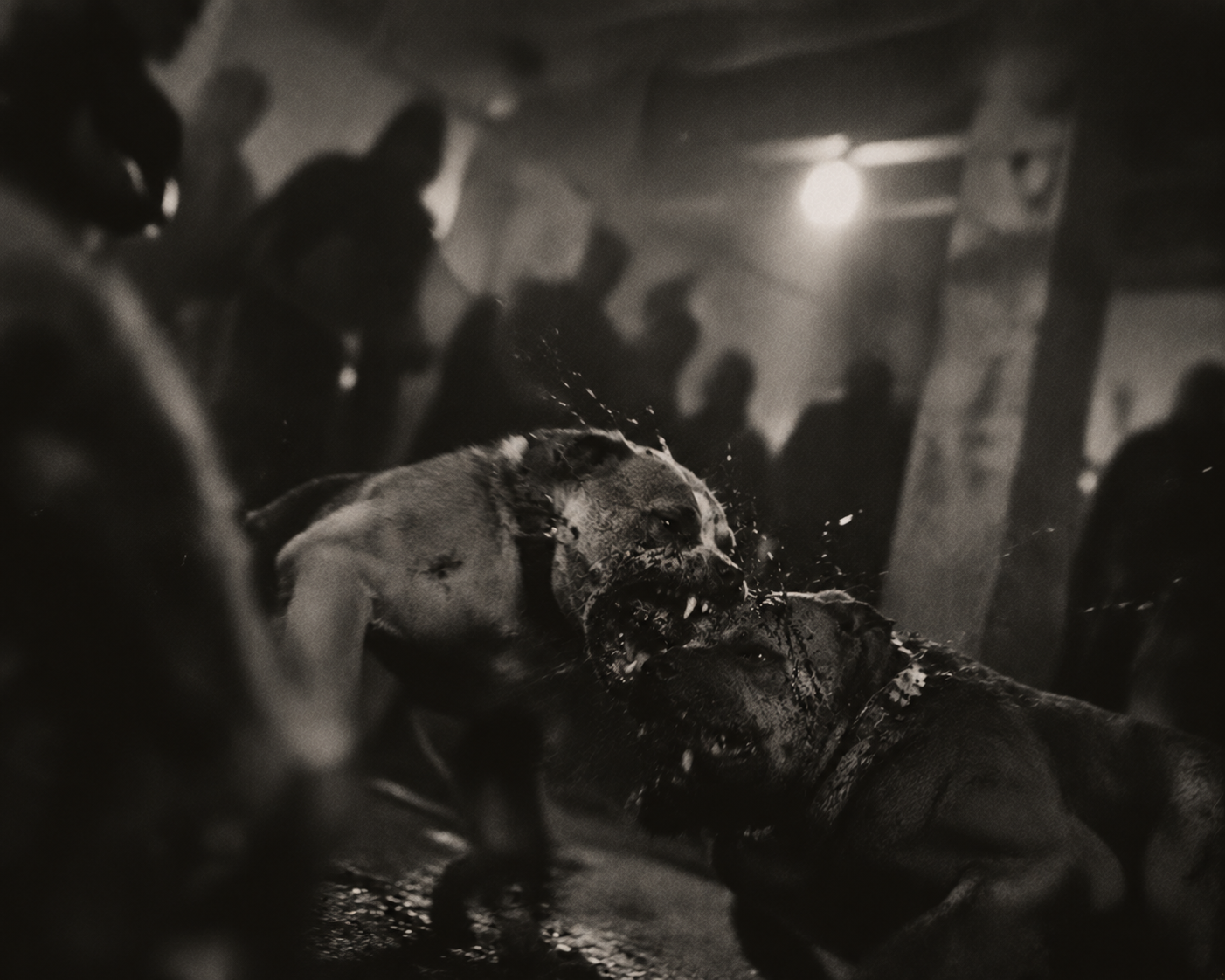 Two dogs fighting in a dim interior surrounded by blurred figures