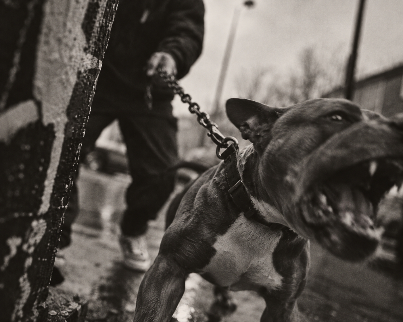 Snarling dog pulling on a chain with its handler out of focus